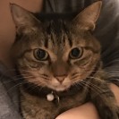 アヤ