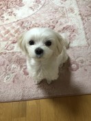 くま